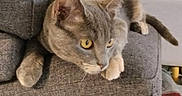 Isis participe au concours pour gagner de l'argent avec cette photo : cat, gray_cat, yellow_eyes, couch, armrest, indoor, furniture, pet, animal, relaxed, person, blurred_background, home, cozy, resting, looking, closeup, fur, whiskers, tail
