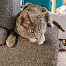 cat, gray_cat, yellow_eyes, couch, armrest, indoor, furniture, pet, animal, relaxed, person, blurred_background, home, cozy, resting, looking, closeup, fur, whiskers, tail