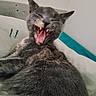 cat, gray_cat, animal, pet, feline, mouth_open, yawning, lying_down, bed, pillow, blanket, indoor, fur, whiskers, ears, cute, funny, relaxed, sleepy, close_up