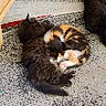 Bloom participe au concours pour gagner de l'argent avec cette photo : cat, kittens, animals, feline, fluffy, sleeping, cuddling, calico, black_cat, fur, paws, ears, tail, rug, carpet, indoors, home, pet, adorable, playful