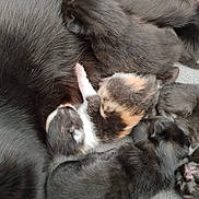 Bloom participe au concours pour gagner de l'argent avec cette photo : kittens, cat, cats, sleeping, cuddling, litter, newborn, furry, gray_fur, calico, black_cat, pink_nose, animal, pets, cute, cozy, pile, indoor, blanket, resting