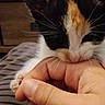 Bloom participe au concours pour gagner de l'argent avec cette photo : cat, kitten, calico, pet, animal, closeup, whiskers, fur, paws, nose, ears, black_and_white, orange_markings, hand, finger, cuddling, indoors, cozy, striped_fabric, playful