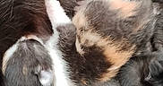 Bloom participe au concours pour gagner de l'argent avec cette photo : kittens, cats, newborn, sleeping, sleepy, fluffy, fur, calico, black_and_white, gray, orange, animals, pets, litter, cuddling, resting, close_up, cozy, adorable, whiskers