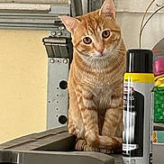 Kitty joined the competition — help win amazing prizes! cat, orange_tabby, pet, animal, indoor, curious, metal_surface, spray_can, household, clutter, closeup, sitting, feline, whiskers, ears, eyes, fur, domestic, looking, still