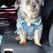 Halo joined the competition — help win amazing prizes! dog, denim_jacket, car_seat, pet, small_dog, scruffy, tongue_out, indoor, vehicle, seat, casual, cute, animal, companion, portrait, furry, sitting, clothing, domestic_animal, pet_accessory