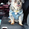 dog, denim_jacket, car_seat, pet, small_dog, scruffy, tongue_out, indoor, vehicle, seat, casual, cute, animal, companion, portrait, furry, sitting, clothing, domestic_animal, pet_accessory