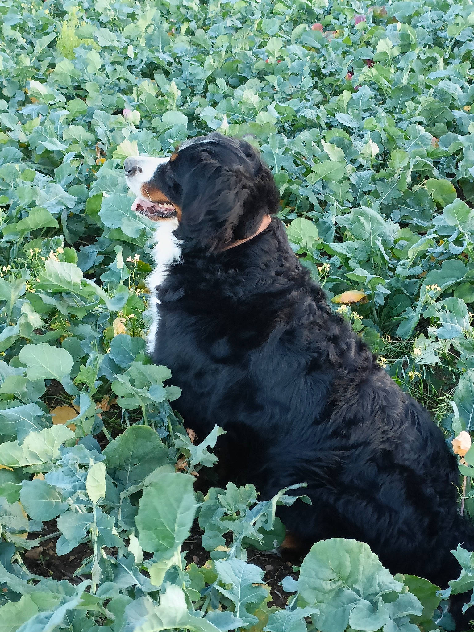 Pepsy a rejoint le concours — aidez-le/la à gagner de superbes lots ! annual_plant, carnivore, companion_dog, dog, dog_breed, flowering_plant, fur, grass, groundcover, gun_dog, herb, liver, plant, shrub, soil, spaniel, sporting_group, tail, terrestrial_animal, working_animal