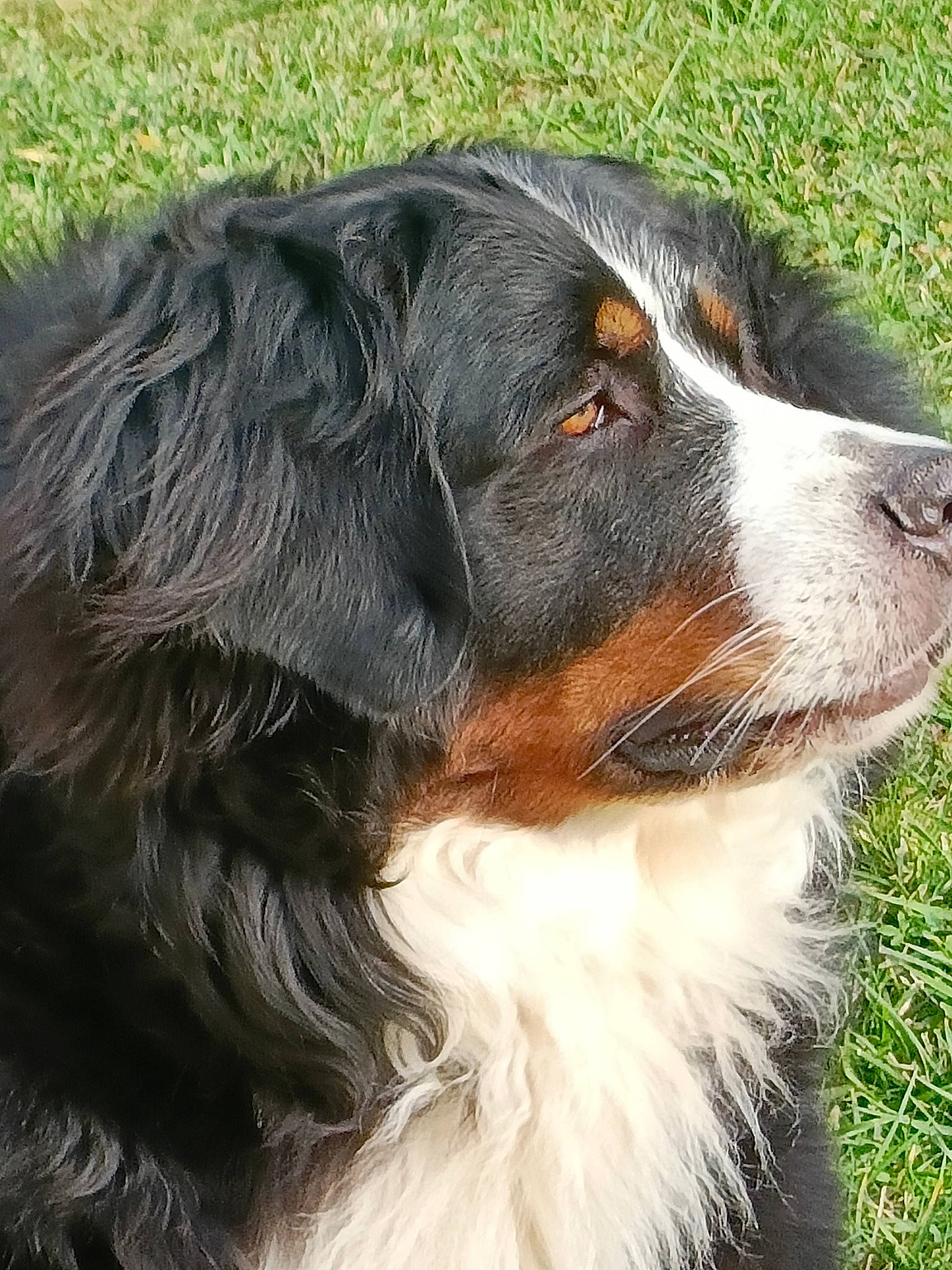 Pepsy participe au concours pour gagner de l'argent avec cette photo : canidae, carnivore, companion_dog, dog, dog_breed, fur, grass, herding_dog, liver, plant, snout, sporting_group, terrestrial_animal, whiskers, working_animal, working_dog