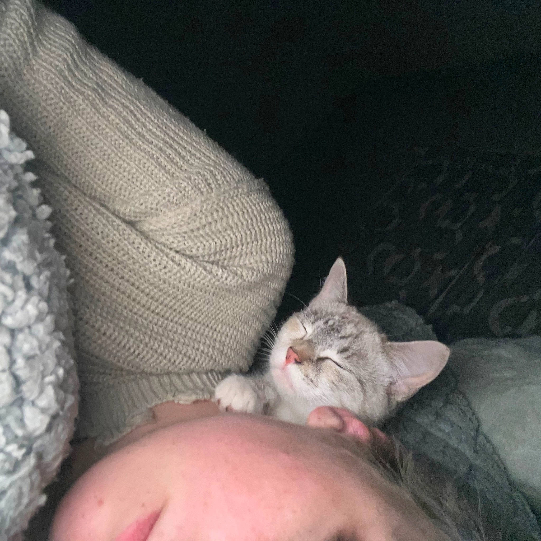 Snowball is registered to the contest to win money with this photo: carnivore, cat, comfort, couch, domestic_short_haired_cat, felidae, foot, fur, gesture, grey, hand, human_leg, leg, linens, nail, paw, small_to_medium_sized_cats, snout, tail, whiskers