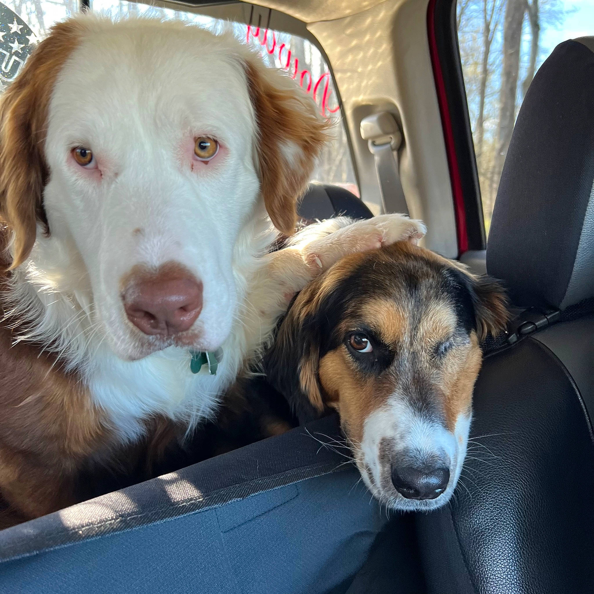 Selma joined the competition — help win amazing prizes! automotive_exterior, car, car_seat, carnivore, companion_dog, dog, dog_breed, fur, happy, motor_vehicle, sitting, snout, sporting_group, travel, vehicle, vehicle_door, whiskers, working_animal