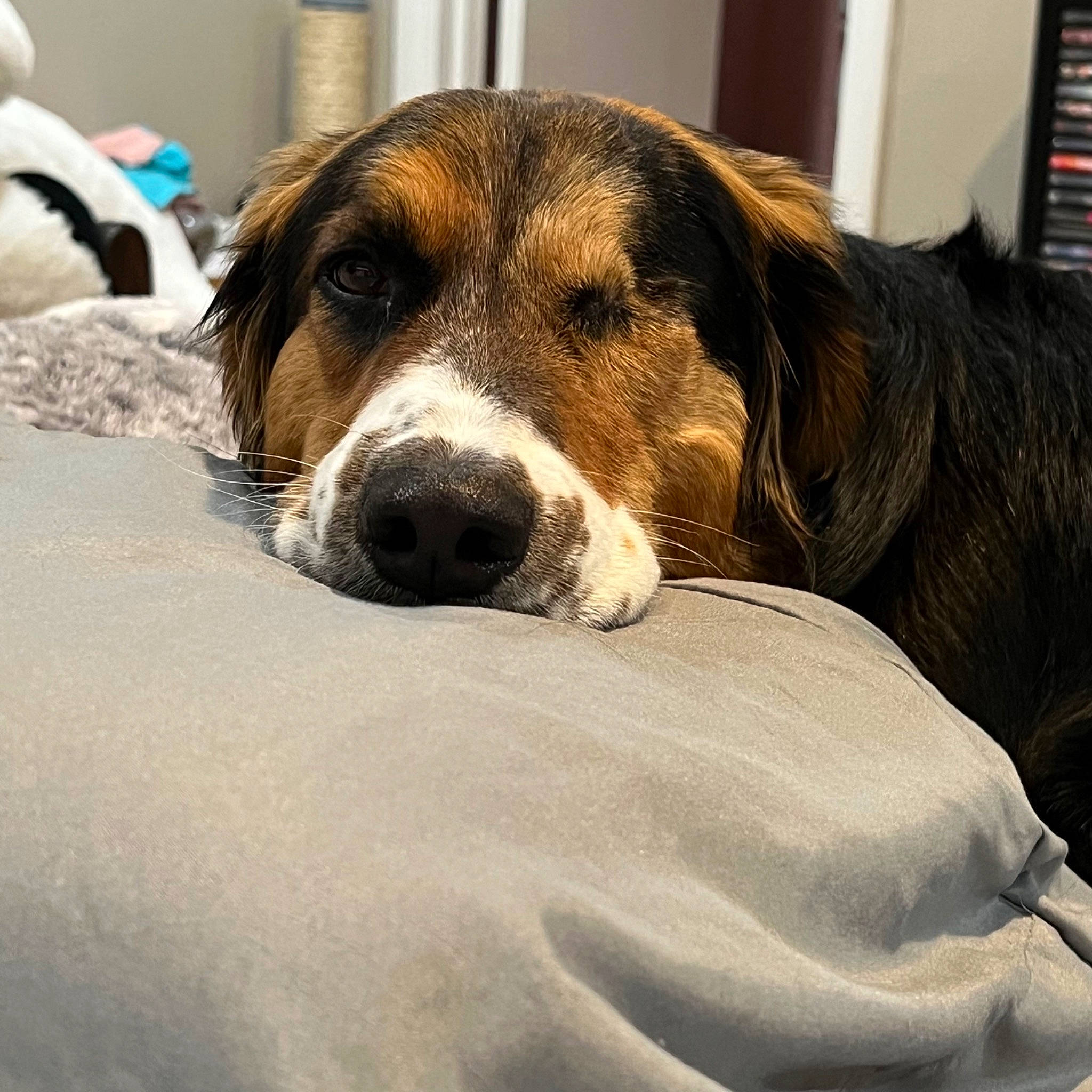 Selma is registered to the contest to win money with this photo: ball, beagle, beagle_harrier, comfort, companion_dog, dog, dog_breed, finnish_hound, fur, hound, scent_hound, service, terrestrial_animal, whiskers, working_animal, working_dog