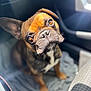 Apollo a rejoint le concours — aidez-le/la à gagner de superbes lots ! dog, french_bulldog, puppy, pet, animal, car_interior, sunlight, close_up, looking_up, brown, black, white, ears, nose, eyes, fur, seat, blanket, cute, portrait