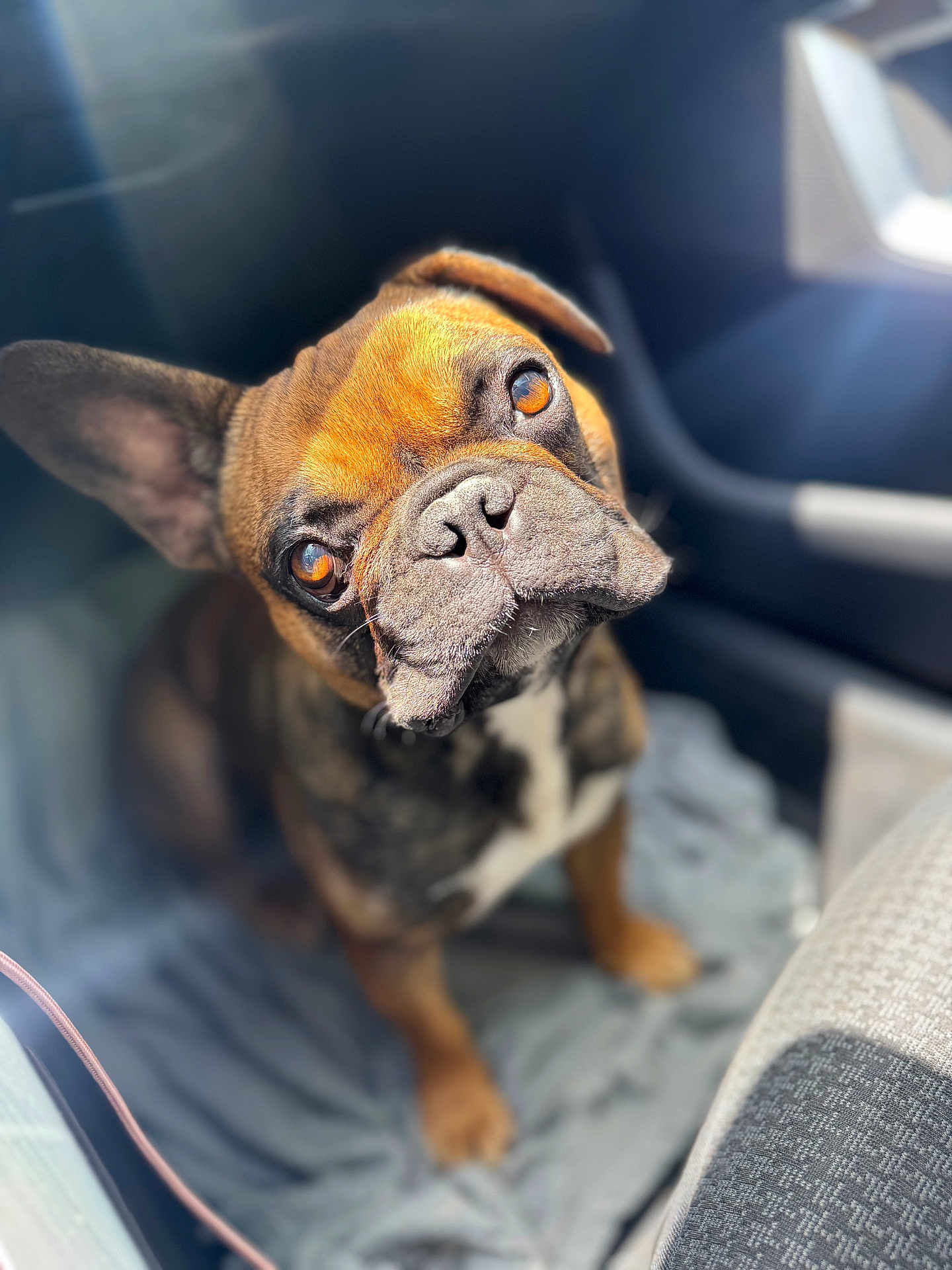 Apollo a rejoint le concours — aidez-le/la à gagner de superbes lots ! dog, french_bulldog, puppy, pet, animal, car_interior, sunlight, close_up, looking_up, brown, black, white, ears, nose, eyes, fur, seat, blanket, cute, portrait