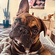 Apollo a rejoint le concours — aidez-le/la à gagner de superbes lots ! dog, french_bulldog, close_up, brindle, pet, blanket, indoor, cozy, curious, ears, eyes, nose, fur, living_room, cactus, furniture, portrait, cute, domestic_animal, relaxed