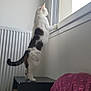 cat, window, indoor, curious, standing, table, bed, pillow, white_wall, radiator, feline, domestic_animal, looking_out, quiet, home, pet, fur, tail, natural_light, cozy