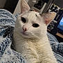 cat, white_cat, pet, animal, feline, fluffy, blanket, cozy, indoors, home, relaxed, cute, whiskers, ears, fur, portrait, resting, domestic_animal, comfort, curious