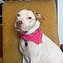 animal, bandana, calm, canine, chair, closeup, companion, decor, dog, domestic, furniture, household, indoor, mammal, pet, pink_bandana, portrait, relaxed, sitting, white_dog