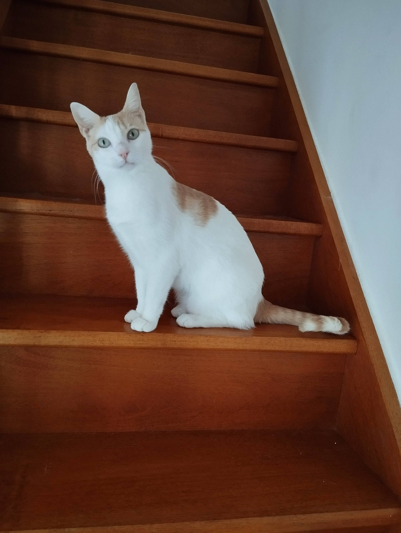 Louise a rejoint le concours — aidez-le/la à gagner de superbes lots ! carnivore, cat, cat_supply, domestic_short_haired_cat, fawn, felidae, fur, hardwood, paw, pet_supply, rectangle, sitting, small_to_medium_sized_cats, snout, tail, whiskers, window, wood