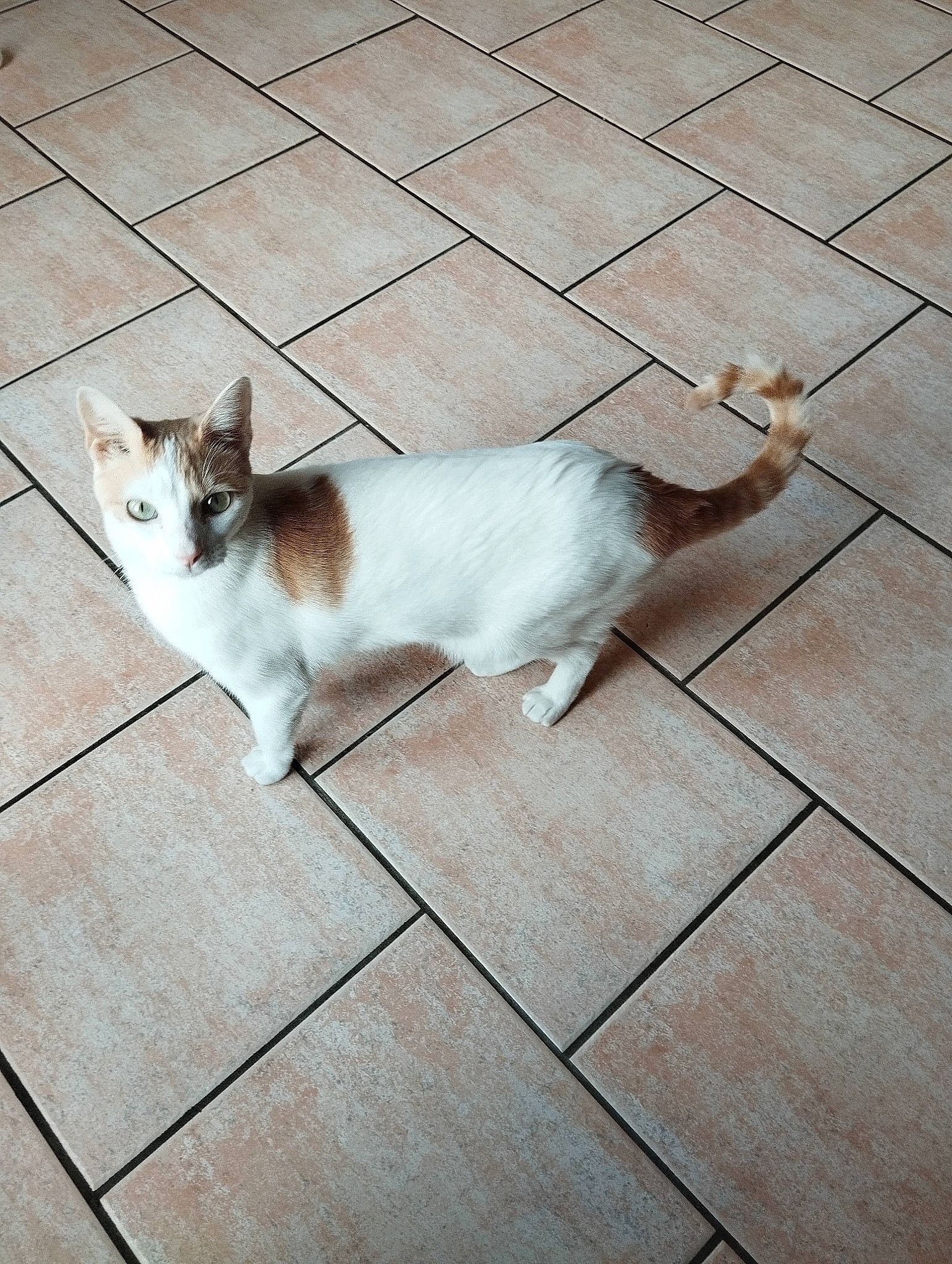 Louise participe au concours pour gagner de l'argent avec cette photo : carnivore, cat, companion_dog, domestic_short_haired_cat, fawn, felidae, floor, flooring, foot, fur, human_leg, line, road_surface, shadow, small_to_medium_sized_cats, snout, tail, tile_flooring, whiskers, wood