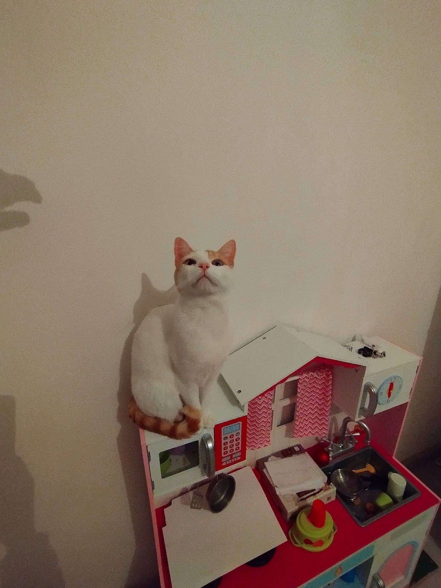 Louise participe au concours pour gagner de l'argent avec cette photo : box, cardboard, carmine, carnivore, cat, computer_desk, domestic_short_haired_cat, felidae, fur, gadget, input_device, office_equipment, office_supplies, paper_product, room, shipping_box, small_to_medium_sized_cats, table, tail, whiskers