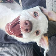 Lucas joined the competition — help win amazing prizes! dog, white_dog, happy, open_mouth, teeth, nose, ears, pet, animal, lying_down, close_up, face, tongue, fur, canine, indoor, expression, playful, cute, portrait