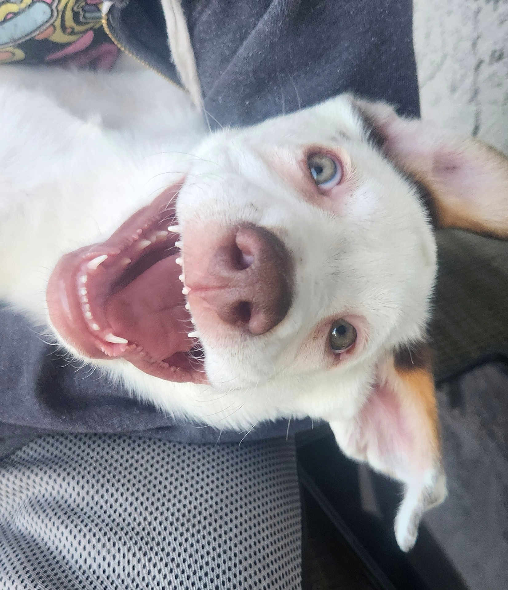 Lucas joined the competition — help win amazing prizes! dog, white_dog, happy, open_mouth, teeth, nose, ears, pet, animal, lying_down, close_up, face, tongue, fur, canine, indoor, expression, playful, cute, portrait