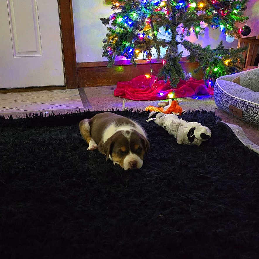 Nova is registered to the contest to win money with this photo: accessories, animal, architecture, beagle, building, canine, christmas, christmasdecorations, christmastree, dog, door, festival, fir, hound, husky, lighting, pet, plant, puppy, tree