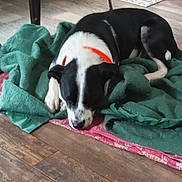 Max is registered to the contest to win money with this photo: dog, sleeping, blanket, green_blanket, wood_floor, collar, black_and_white, indoor, metal_bowls, floor, resting, pet, domestic_animal, fur, quiet, home, relaxing, animal, muzzle, paw