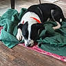 dog, sleeping, blanket, green_blanket, wood_floor, collar, black_and_white, indoor, metal_bowls, floor, resting, pet, domestic_animal, fur, quiet, home, relaxing, animal, muzzle, paw