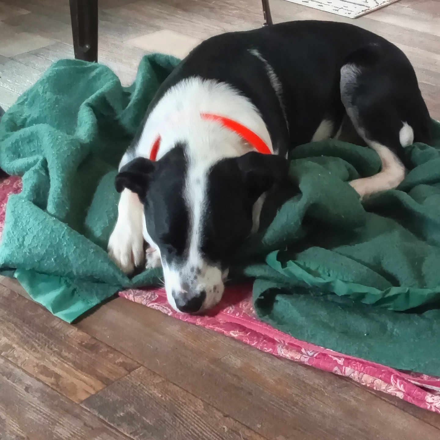 Max is registered to the contest to win money with this photo: dog, sleeping, blanket, green_blanket, wood_floor, collar, black_and_white, indoor, metal_bowls, floor, resting, pet, domestic_animal, fur, quiet, home, relaxing, animal, muzzle, paw