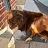 dog, brown_dog, white_fur, fluffy, long_hair, lying_down, resting, outdoor, doorstep, doormat, brick_wall, window, sunlight, shadows, patio, tile_floor, front_door, pet, animal, portrait