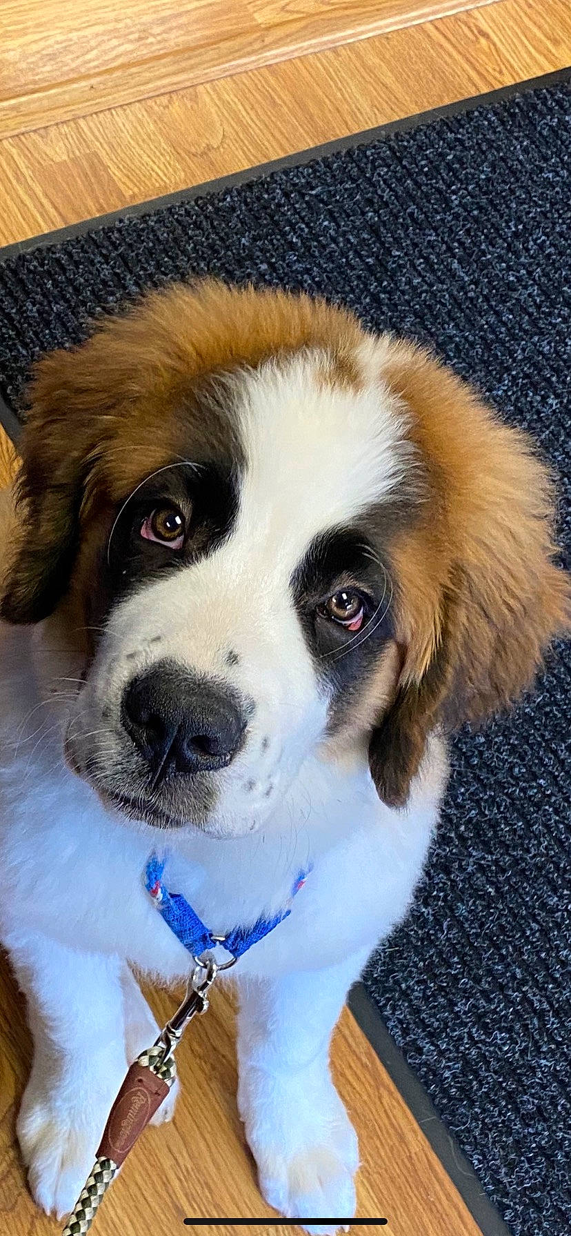 Jules joined the competition — help win amazing prizes! ancient_dog_breeds, canidae, carnivore, collar, companion_dog, dog, dog_breed, dog_collar, fur, giant_dog_breed, gun_dog, moscow_watchdog, snout, sporting_group, st_bernard, whiskers, working_animal, working_dog