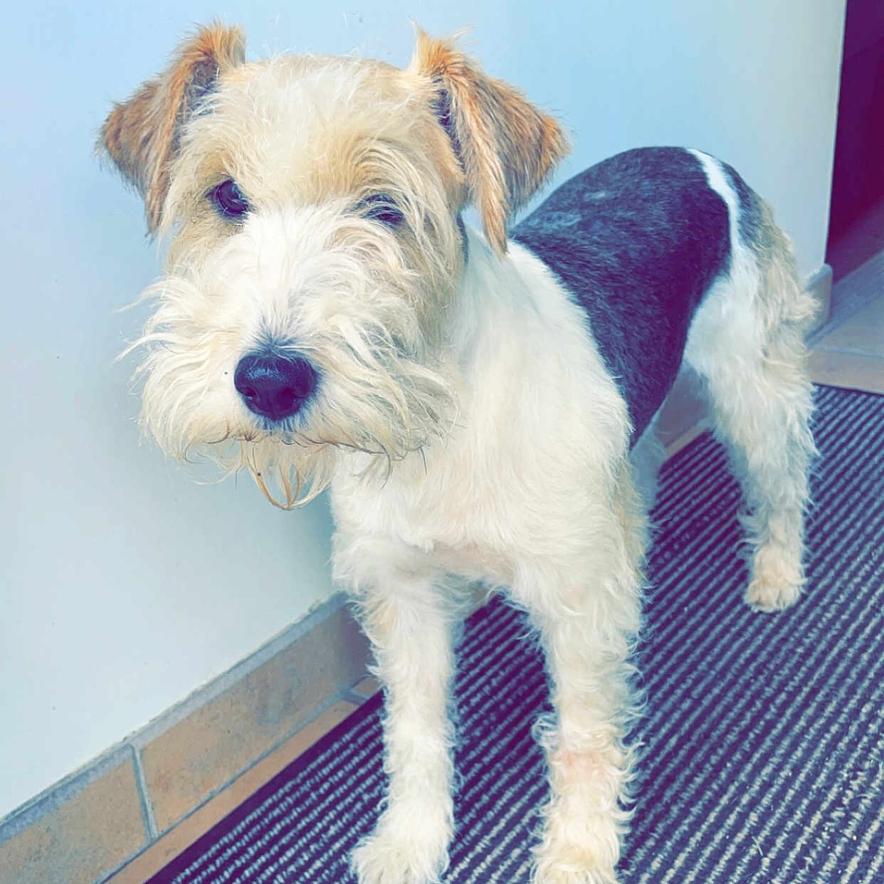 Kimoune a rejoint le concours — aidez-le/la à gagner de superbes lots ! accessories, airedale, animal, ball, bulldog, canine, dog, doormat, football, homedecor, mat, pet, poodle, puppy, soccer, soccerball, sport, strap, terrier, whitedog