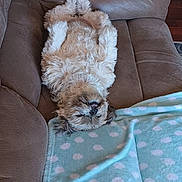 Shelby is registered to the contest to win money with this photo: dog, fluffy, couch, brown, blanket, blue, polka_dot, relaxed, lying_down, pet, indoor, fur, cute, sleeping, tongue_out, paw, cozy, home, comfort, animal