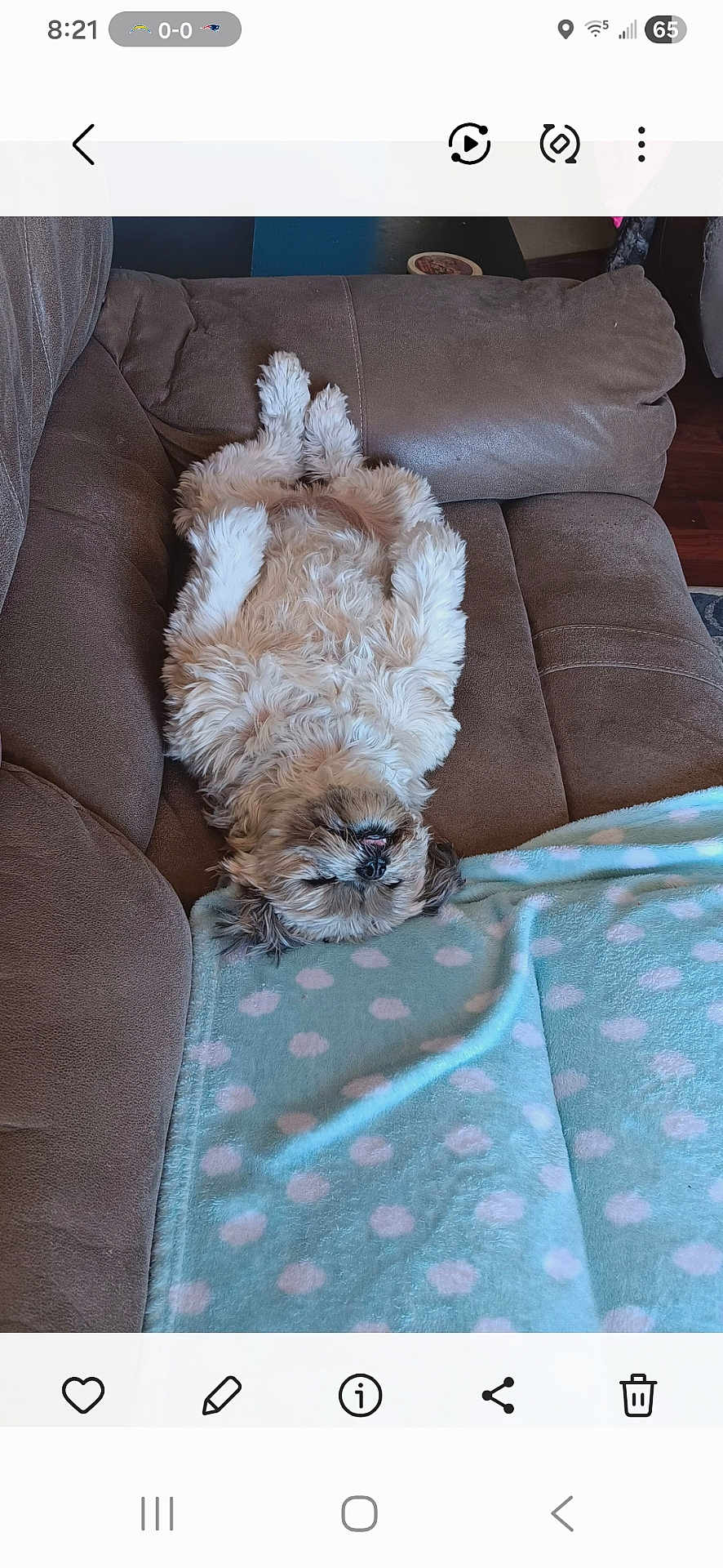 Shelby is registered to the contest to win money with this photo: dog, fluffy, couch, brown, blanket, blue, polka_dot, relaxed, lying_down, pet, indoor, fur, cute, sleeping, tongue_out, paw, cozy, home, comfort, animal