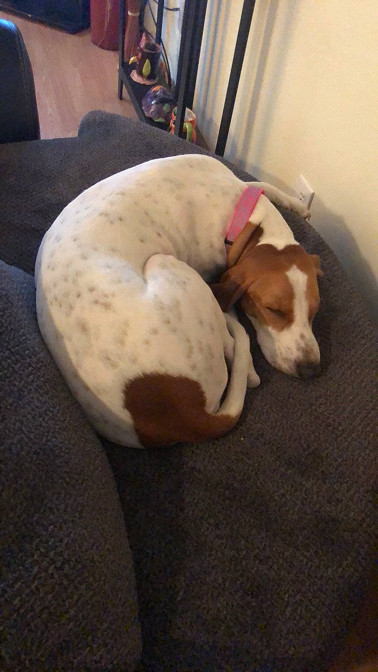 Brandi joined the competition — help win amazing prizes! braque_saint_germain, canidae, carnivore, companion_dog, dog, dog_breed, fawn, jack_russell_terrier, mammal, pit_bull, pointer, puppy, sporting_group