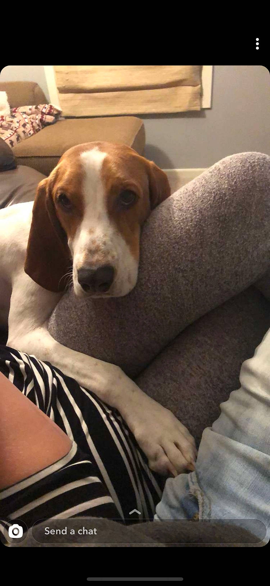 Brandi joined the competition — help win amazing prizes! american_foxhound, basset_hound, beagle, canidae, carnivore, companion_dog, coonhound, dog, dog_breed, english_coonhound, harrier, hound, mammal, posavac_hound, rare_breed_dog, schweizer_laufhund, snout, sporting_group, treeing_walker_coonhound, vertebrate