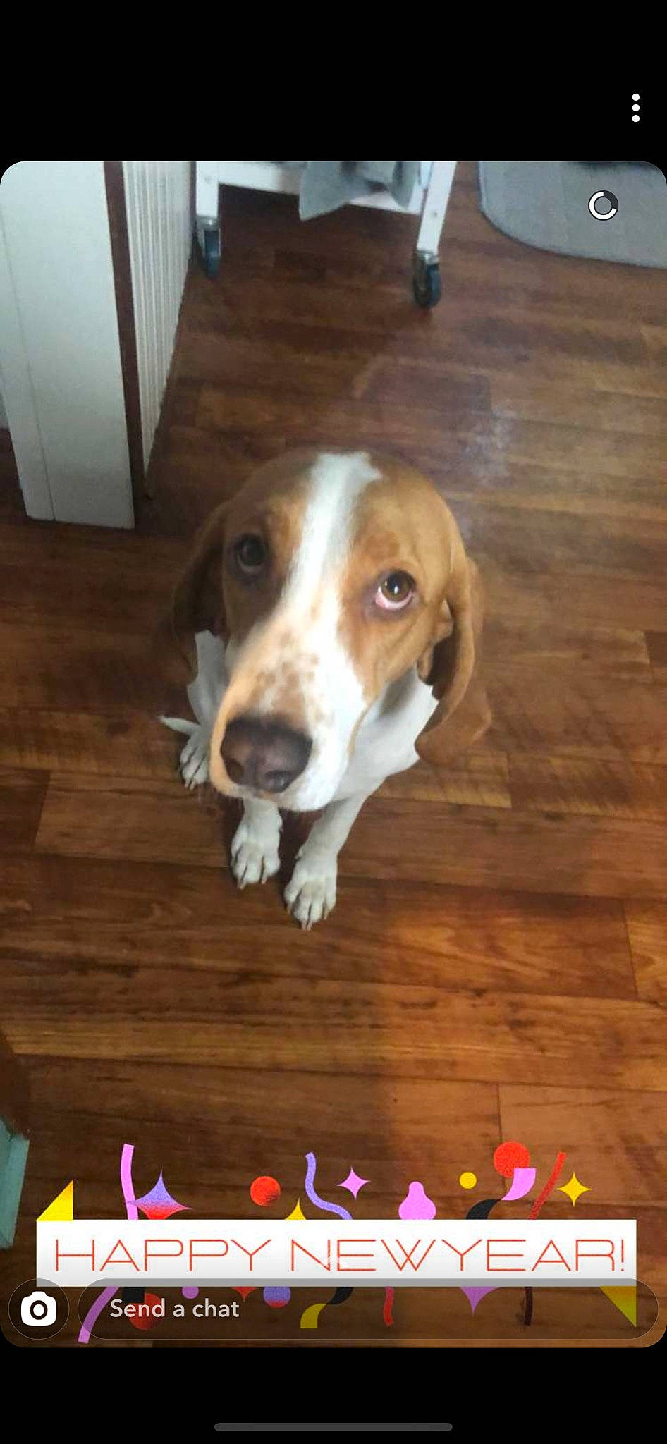 Brandi is registered to the contest to win money with this photo: american_foxhound, basset_artesien_normand, basset_hound, beagador, beagle, canidae, carnivore, companion_dog, coonhound, dog, dog_breed, drever, harrier, hound, mammal, pocket_beagle, snout, sporting_group, treeing_walker_coonhound, vertebrate