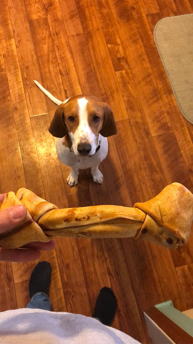 Brandi is registered to the contest to win money with this photo: american_foxhound, beagle, beagle_harrier, canidae, carnivore, dog, dog_breed, drever, english_foxhound, finnish_hound, grand_anglo_francais_tricolore, hamiltonstovare, harrier, hound, mammal, pocket_beagle, scent_hound, sporting_group, treeing_walker_coonhound, vertebrate