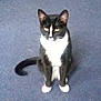 Star is registered to the contest to win money with this photo: cat, black_and_white, animal, pet, indoor, carpet, feline, sitting, looking, ears, tail, whiskers, fur, cute, domestic, mammal, eye, paws, floor, resting