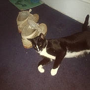 Star is registered to the contest to win money with this photo: cat, black_and_white_cat, indoor, carpet, shoes, footwear, animal, pet, lazy, lying_down, floor, domestic, feline, whiskers, ears, tail, paws, side_view, resting, household