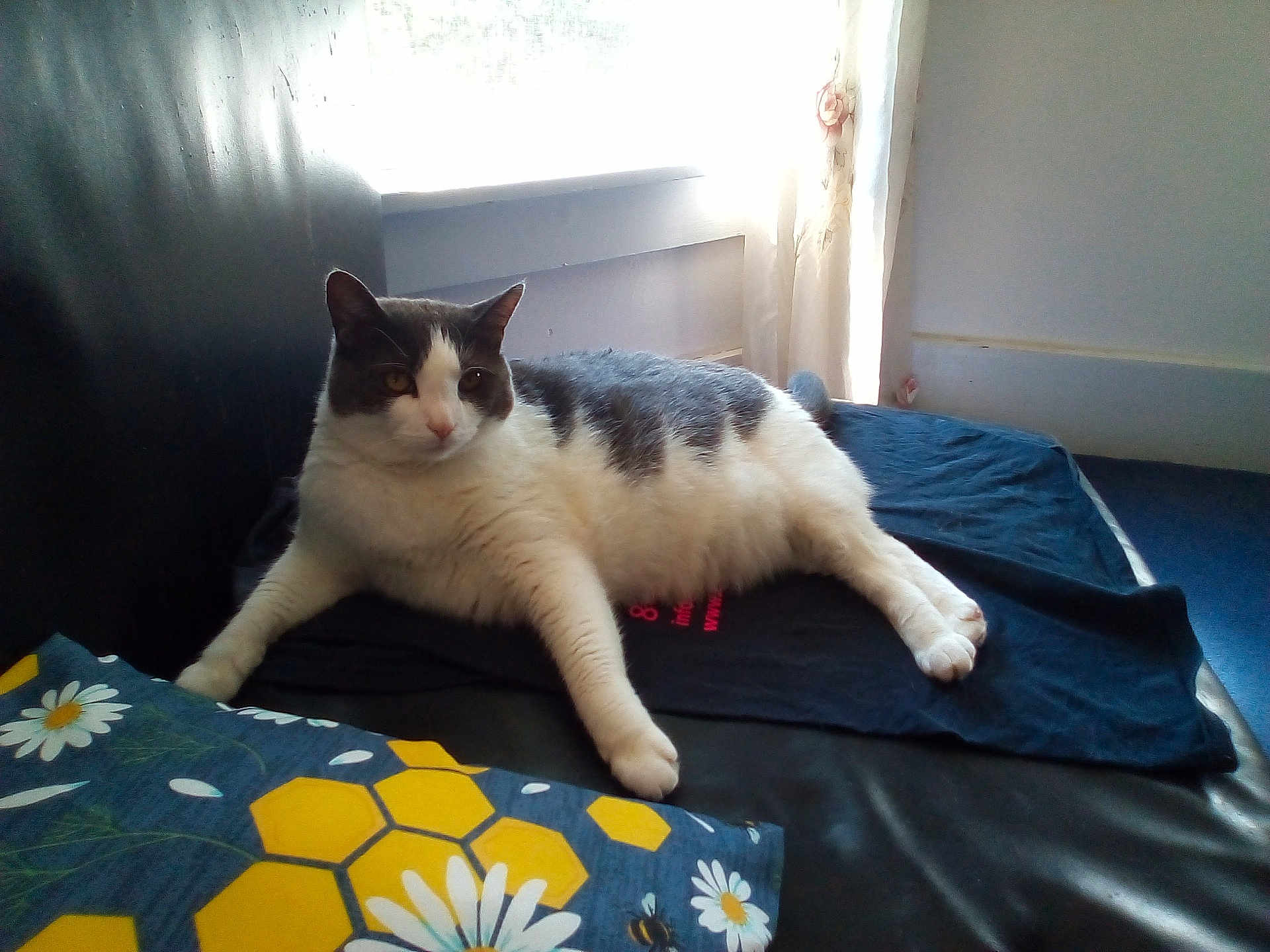 Oreo Cookie joined the competition — help win amazing prizes! cat, indoor, window, pillow, floral_pattern, black, white, gray, fur, relaxed, resting, light, shadow, fabric, couch, home, pet, animal, comfort, daylight