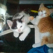 Frick And Frack joined the competition — help win amazing prizes! animal, black_and_white_cat, blurred, cat, companions, cozy, curtains, cute, domestic, feline, furniture, indoor, kitten, lamp, orange_cat, pets, resting, soft, window, young