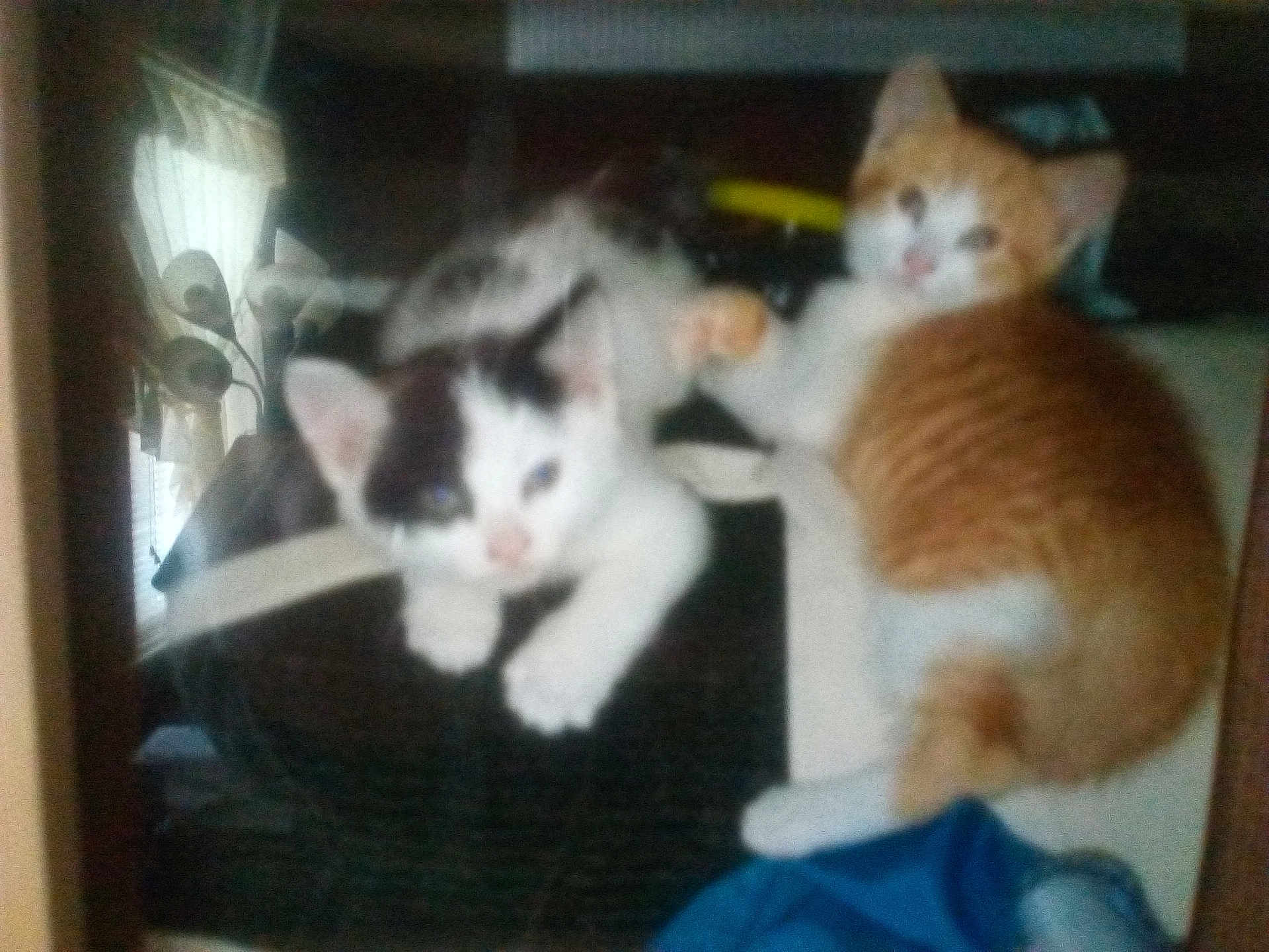 Frick And Frack joined the competition — help win amazing prizes! animal, black_and_white_cat, blurred, cat, companions, cozy, curtains, cute, domestic, feline, furniture, indoor, kitten, lamp, orange_cat, pets, resting, soft, window, young