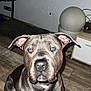 Marie Thérèse participe au concours pour gagner de l'argent avec cette photo : dog, indoor, brown_floor, gray_dog, blue_eyes, pet, canine, sitting, looking_at_camera, household, furniture, wall, floor, ears, nose, animal, close_up, portrait, domestic_animal, mammal