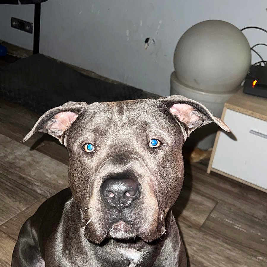 Marie Thérèse participe au concours pour gagner de l'argent avec cette photo : animal, blue_eyes, brown_floor, canine, close_up, dog, domestic_animal, ears, floor, furniture, gray_dog, household, indoor, looking_at_camera, mammal, nose, pet, portrait, sitting, wall