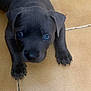 puppy, dog, black_dog, blue_eyes, tile_floor, close_up, pet, animal, cute, young, indoor, paw, looking_up, floor, adorable, small, mammal, companion, curious, lying_down