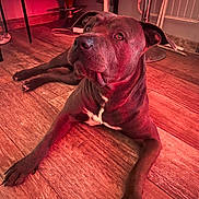 Marie Thérèse a rejoint le concours — aidez-le/la à gagner de superbes lots ! animal, brown_coat, canine, curious_look, dog, domestic_animal, ears, eyes, floor, furniture, household, indoor, lounge, nose, paws, pet, red_light, relaxed, resting, wooden_floor