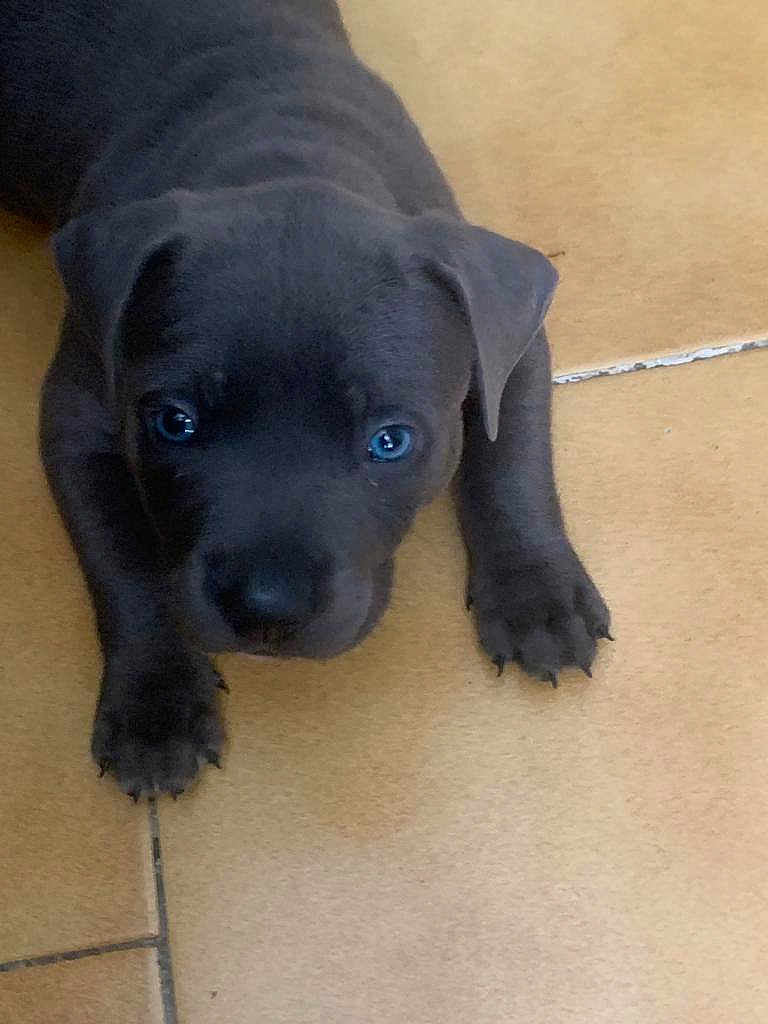 Louky participe au concours pour gagner de l'argent avec cette photo : puppy, dog, black_dog, close_up, floor, tile_floor, pet, animal, young_dog, cute, looking_up, paws, indoor, small_dog, canine, adorable, fur, face, eyes, lying_down