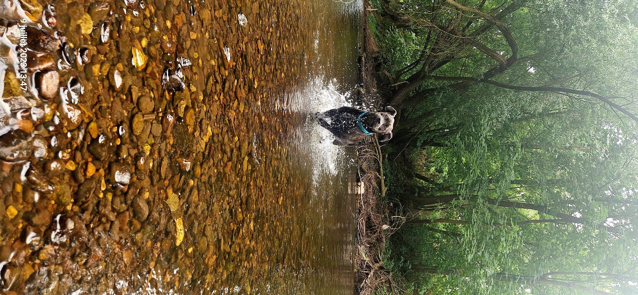 Taïko a rejoint le concours — aidez-le/la à gagner de superbes lots ! bank, bicycle_wheel, biome, body_of_water, branch, forest, grass, landscape, natural_landscape, plant, sunlight, tire, tree, trunk, vegetation, water, watercourse, wheel, wood, woody_plant